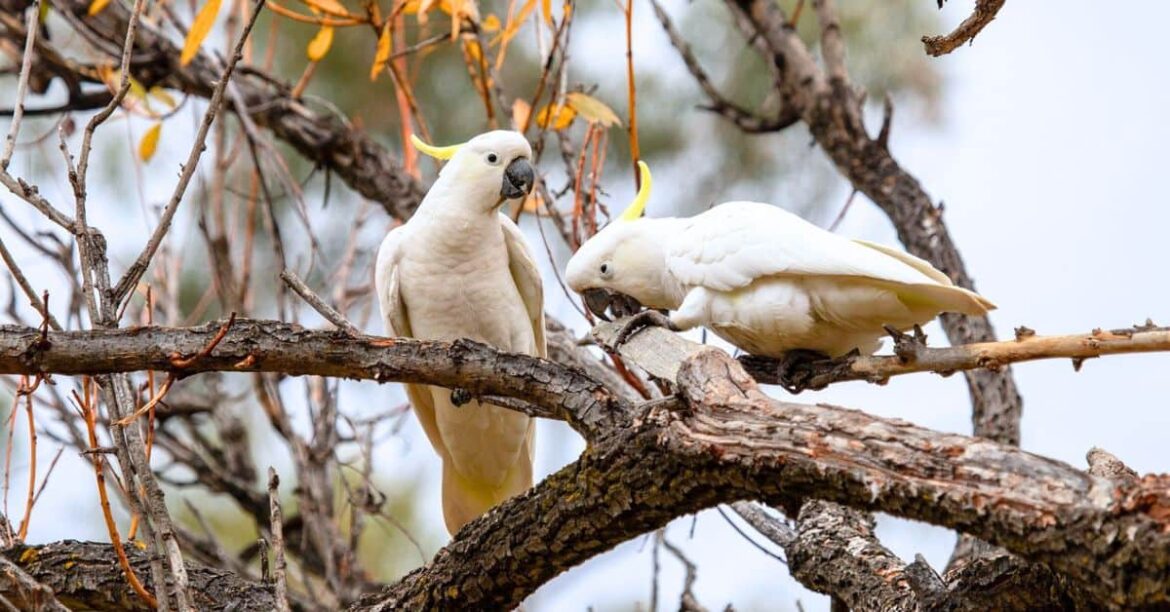 A beautiful white Cockatoo displaying its playful nature and intelligence, known for tool use and problem-solving skills.