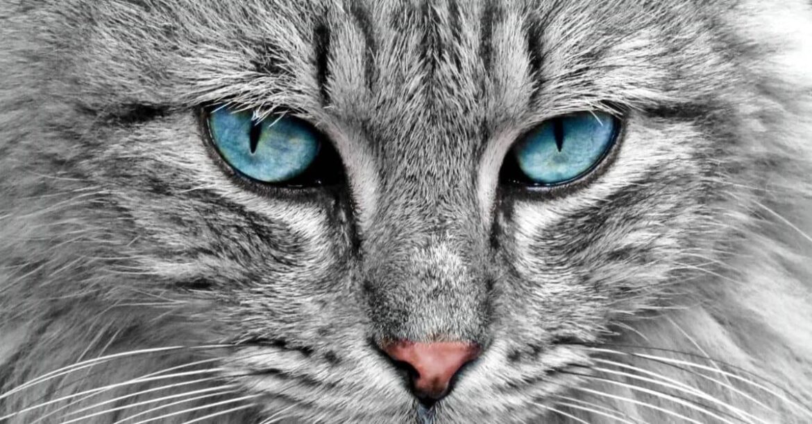 Adorable cat with warm brown eyes looking lovingly, showcasing how cats see the world in shades of blue, green, and gray instead of vibrant colors.