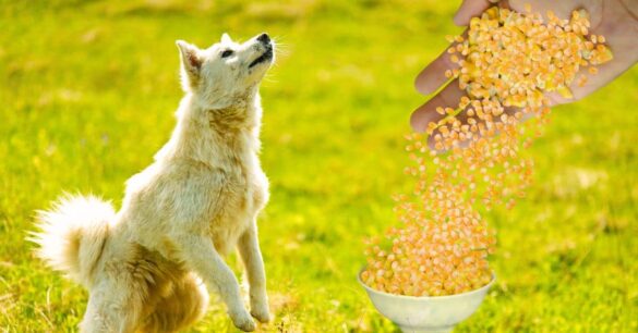 A split image showing safe corn options (plain, cooked) on one side and unsafe corn options (corn on the cob, buttery popcorn) on the other.