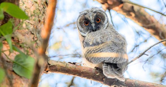 Old barn owl perched on a tree branch with deep, wise eyes. greatest long live bird of the world